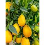 Fidanistanbul Limon Fidanı Meksika Misket Citrus Hybrid Limequat 80 100 cm Saksıda - 1 Adet