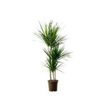 fidanistanbul Madagaskar Dragon Ağacı Dracaena Marginata 120 cm Üçlü Saksıda