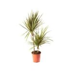 Fidanistanbul Madagaskar Dragon Ağacı Dracaena Marginata 40 60 cm İkili Saksıda - 1 Adet