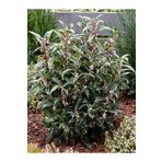 fidanistanbul Parfüm Kutusu Çiçeği Sarcococca hookeriana 20 40 cm Saksıda