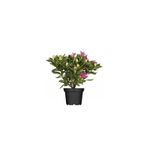 fidanistanbul Pembe Orman Gülü Rhododendron Cosmopolitan 40 60 cm İthal Saksıda