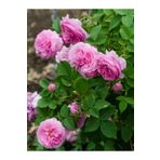 Fidanistanbul Sarmaşık Gül Fidanı Isparta Gülü Rosa Rampicanti 60 cm Saksıda