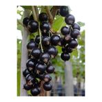 fidanistanbul Siyah Frenk Üzümü Fidanı Ribes nigramum Titania 40 60 cm Saksıda