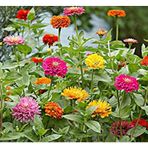 Fidanistanul Zinnia Karışık Renk Çiçek Tohumu+-150 Adet