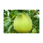Fidanlıdan Tüplü Ağaç Kavunu ( Şadok ) Fidanı