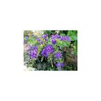 Fidanlıdan Tüplü Ağaç Menekşesi ( Duranta Erecta ) Fidanı