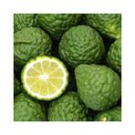 Fidanlıdan Tüplü Bergamot Fidanı