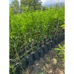 Fidanlıdan Tüplü Kokulu Klemantin King Mandalina Fidanı