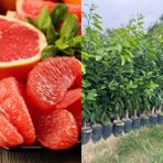 Fidanlıdan Tüplü Rio Red Greyfurt Fidanı