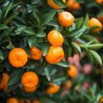 Fidanlıdan Tüplü Satsuma ( Rize Mandalina ) Fidanı