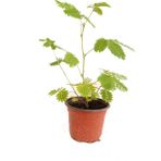 Fidanova Küstüm Çiçeği Mimosa Pudica