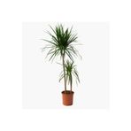 fidanpaketim Madagaskar Dragon Ağacı Dracaena Marginata