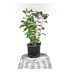Fidanvar Hatmi (gül Hatmi Çiçeği) Hibiscus Syriacus