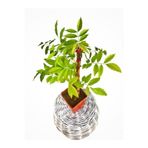 Fidanvar Mor Salkım Çiçeği Sarmaşık ( Wisteria Sinensis) 40-50 Cm