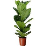 Fide İste Saksıda Ficus Lyrata Keman Yapraklı Kauçuk 60-80 cm
