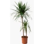 Fide İste Saksıda Iki Gövdeli Dracaena Marginata