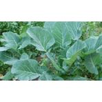 Fide Sepeti 10 gr Karadeniz Lahanası Tohumu