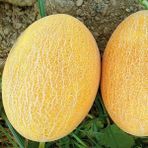 Fide Sepeti Ananas Kavun Tohumu (Tatlı Kavun) 10GR 1 Paket - 10 gr