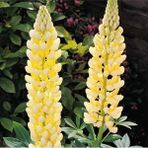 Fide Sepeti Çiçek Tohumu Lupin-Acı Bakla Çiçeği 1 Paket - 5 gr