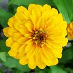 Fide Sepeti Çiçek Tohumu Zinnia-Kirli Hanım Çiçeği (Sarı) 1 Pkt. - 25 Adet