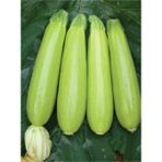 Fide Sepeti Hibrit Seyden F1 Kabak Tohumu 100Gr 1 Paket