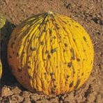 Fide Sepeti Kırkağaç Kavun Tohumu (Ananas 589 Tipi) 10gr 1 Paket
