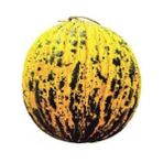 Fide Sepeti Kırkağaç Kavun Tohumu (Yuvarlak 637 tipi) 500gr 1 Pkt - 500 gr