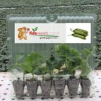 Fide Sepeti Silor Salatalık Fidesi (6lı Ambalaj)