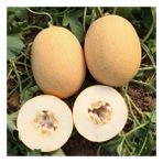 Fide Vadisi Kavun Tohumu Ananas – 25 g. ~ Takribi 350 Tohum - 25 gr