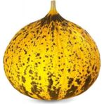 Fide Vadisi Kavun Tohumu Kırkağaç 637 – 25 g ~ Takribi 350 Tohum - 25 gr