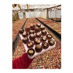 FİDEİSTE 10 Adet Lithops - Yaşayan Taş Kaktüs