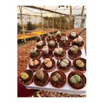 FİDEİSTE 20 Adet Lithops Yaşayan Kaktüs Seti