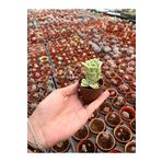 FİDEİSTE Echeveria Graptoveria Lovely Rose ( Meksika gülü) Sukulent 5,5 cm saksı