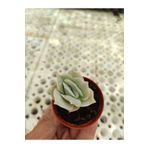 FİDEİSTE Echeveria lovely rose