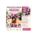 FİDEİSTE Tradescantia Nanouk (Pembe Telgraf Çiçeği) 5,5 cm Saksıda – Alacalı Yapraklı Sarkıcı Ev Bitkisi