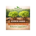 Fideon Kıvırcık Marul Fidesi | Bahçe ve Saksıya Uygun - 5 Adet