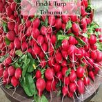 Fındık Turp Tohumu 1 Paket (10Gr=1000+ Adet) Turp Tohumu Fındık Turp