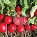 Fındık Turp Tohumu - 25 gr