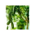 Finger Lime Limon Fidanı fl003210