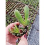 Fintarla Crassula Ovata Hobbit Sukulent 5.5 cm