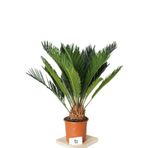 Fintarla Cycas Revoluta Sikas Palmiyesi İç&Dış Mekan Japon Palmiyesi 50-60 cm