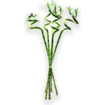 Fintarla Dal Bambu Lucky Bamboo Şans Bambu 50-60 cm 3'lü Salon Ev Bitkisi