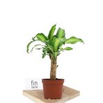 Fintarla Dracaena Fragrans Yellow Coast Salon Bitkisi Tek Gövde 30-40 cm