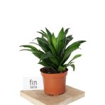 Fintarla Dracena Compacta 30-40 cm Salon&Ofis Bitkisi