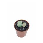 Fintarla Lithops Little Brain Küçük Beyin Taş Kaktüs