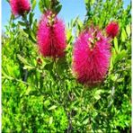 Fırça Çalısı Çiçeği Fidanı 30-60 cm