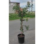 Fırça Çalısı Fidanı 30-60 Cm