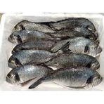 Fish Fish 600 gr Temizlenmiş Donuk Çipura