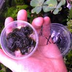 Fissidens Fontanus Moss Kutu Canlı Bitki
