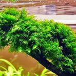 Fissidens Moss Tele Sarılı 5x5 cm Yeni Sarım Canlı Bitki